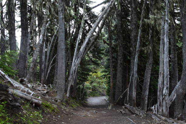 istock Low Angle View Of Trail Going Between Forest Of Large Trees 1264145850