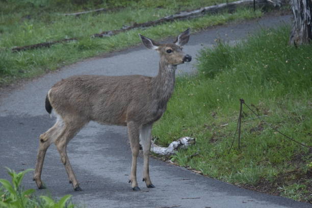 istock Graceful Black-Tailed Deer On The Trail 1264146003
