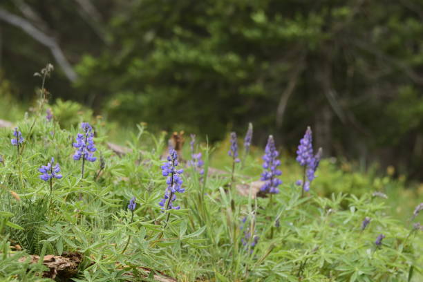 istock Lupines Among The Bush 1264146165