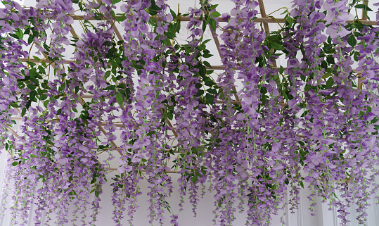 Purple beautiful Flowers hanged on ceiling