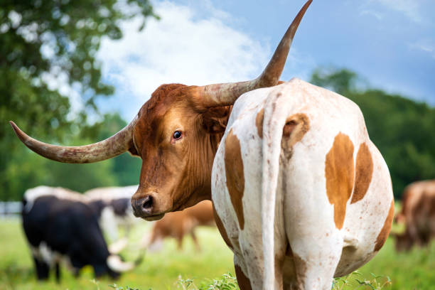 夏の牧草地でテキサスロングホーンのクローズアップ - texas longhorn cattle ストックフォトと画像