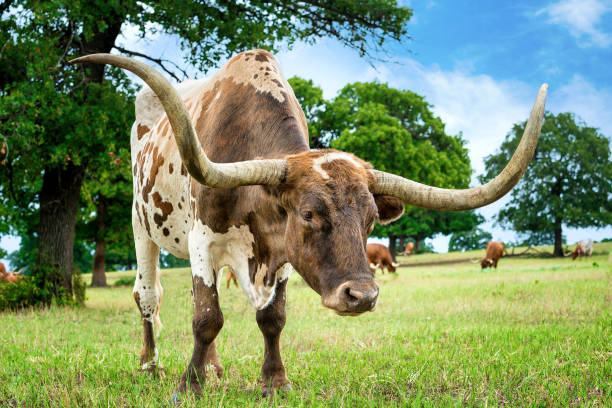 nahaufnahme von texas longhorn auf der sommerweide - texas texas longhorn cattle cattle ranch stock-fotos und bilder