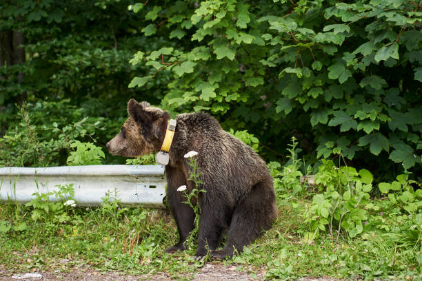 istock Tagged female brown bear 1264147649