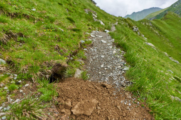 istock Marmot nest, freshly dug 1264147690