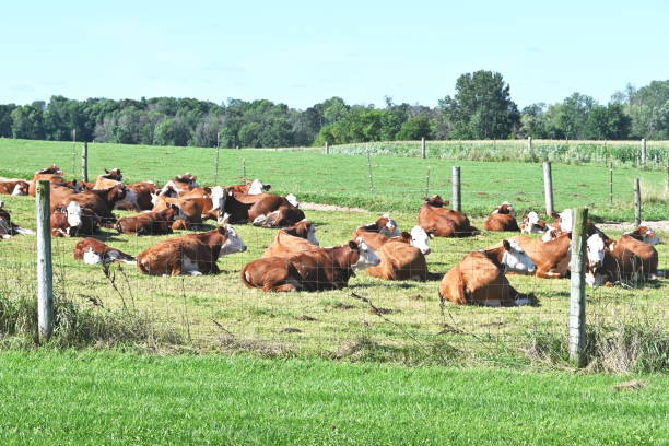 휴식 헤리퍼드 - field hereford cattle domestic cattle usa 뉴스 사진 이미지