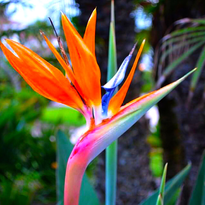 Bird Of Paradise Stock Photo - Download Image Now - Beauty, Beauty In ...