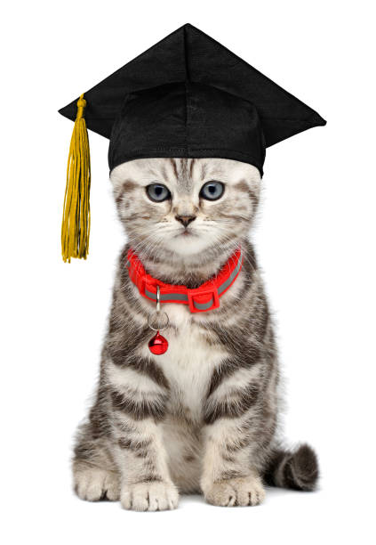 istock Pretty kitten in a graduation cap isolated on white 1264150261