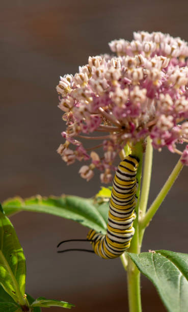 istock Monarch Butterfly Caterpillar Macro #7 1264151025