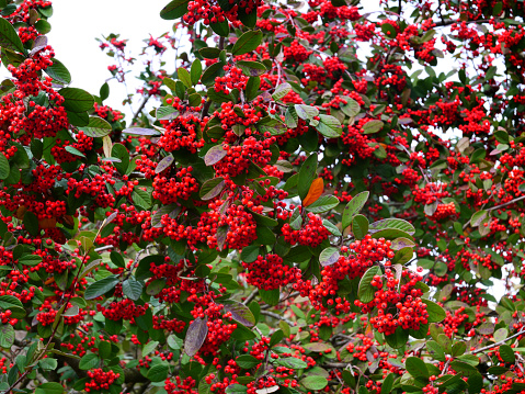 Close up of a hedge of red berries possibly pyracantha or red winter berries.