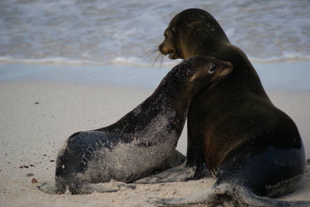 istock Two Sea Lions Resting Together on Beach 1264153676