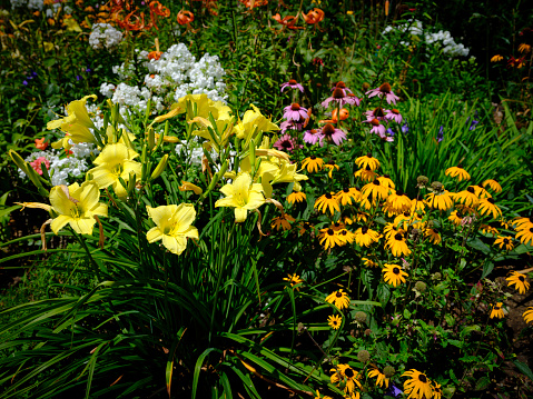 Bunch of golden flowers in the garden illuminated by the bright morning sun on Cape Cod Island