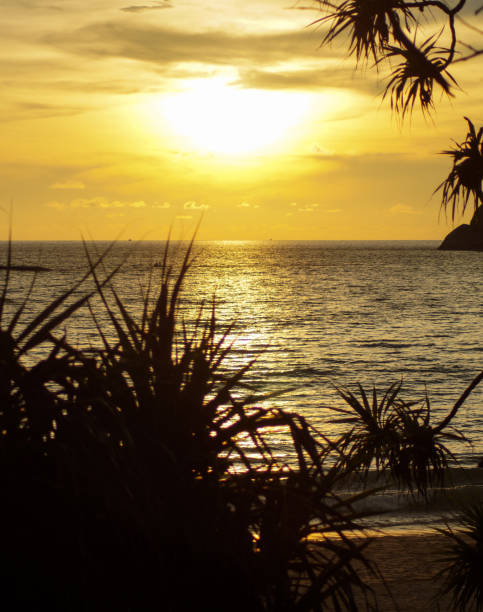 istock Colorful sunset on a tropical beach through palm trees. Place to copy text. 1264155371