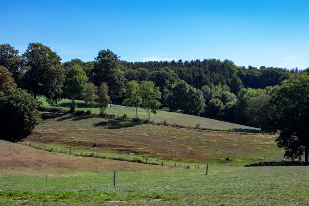 istock landscape of countryside with meadows, forest and cows 1264156500