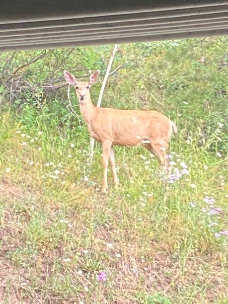 istock Muley Deer in Colorado 1264156665
