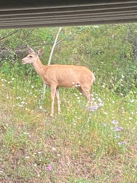istock Muley Deer in Colorado 1264156666
