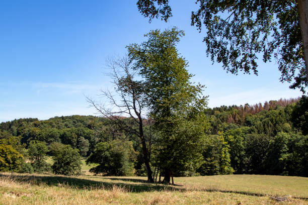 istock single tree in country landscape, oak tree, forest in the background 1264156936