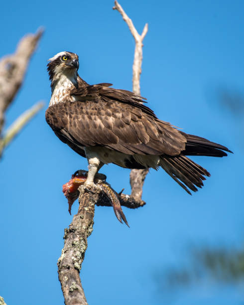istock Osprey on a branch eating 1264156976