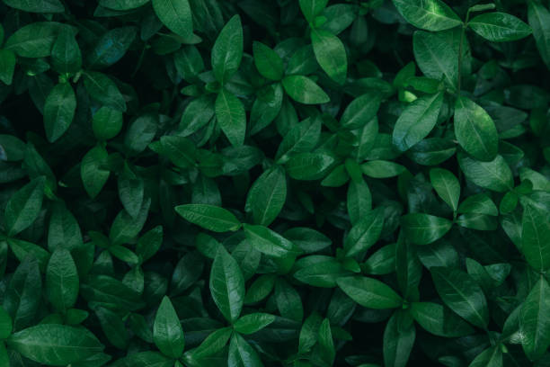 istock Natural dark green bush leaves background 1264157864