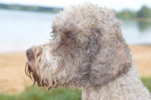 istock Portrait of a dog 1264157888