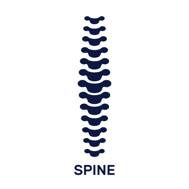 Flat vector illustration of human spine silhouette. Concept of vertebral column medical diagnostic. Backbone icon for orthopedic, osteopathy, surgery Flat vector illustration of human spine silhouette. Concept of vertebral column medical diagnostic. Backbone icon for orthopedic, osteopathy, surgery pelvis icon stock illustrations