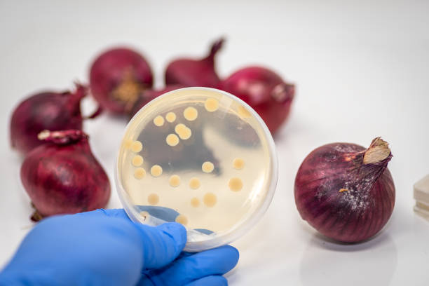 E coli, Salmonella bacteria isolated from red onion and cultured in agar plate Showing E coli culture plate with red onion at the backgorud food recall stock pictures, royalty-free photos & images