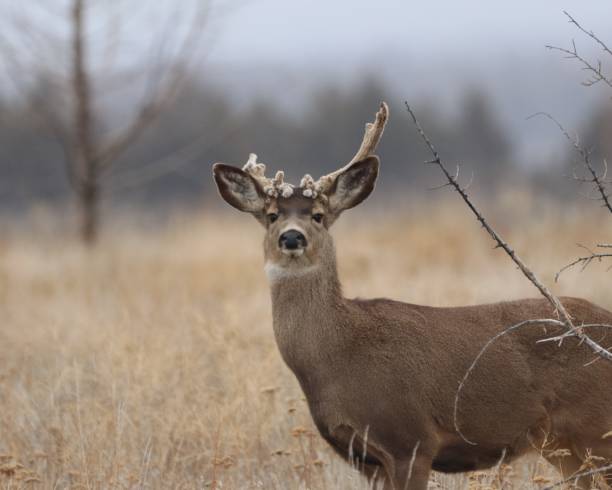 istock A Cactus Buck stares at the camera 1264158243