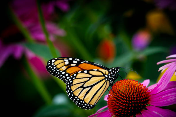 istock Monarch Butterfly  (Danaus plexippus) in Flower Garden 1264158418