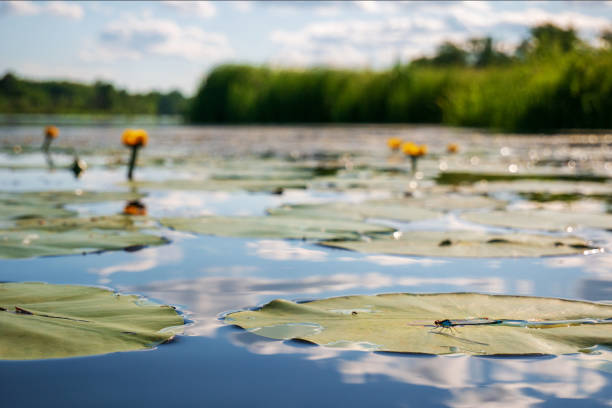 Summer landscape. Selected sharpness in the foreground. A dragonfly sits on a green leaf. Yellow water lilies with large leaves in the river and blue sky with clouds in a blur.