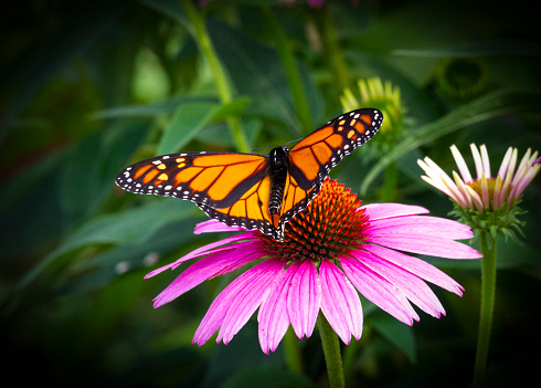 Monarch Butterfly with wings spread pearched on a coneflower.