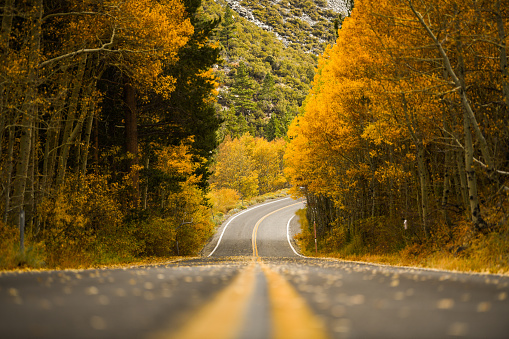 Low angle view of yellow and orange fall trees along June Lake Loop, California. Winding road with yellow falling leaves showing beautiful autumn scene.