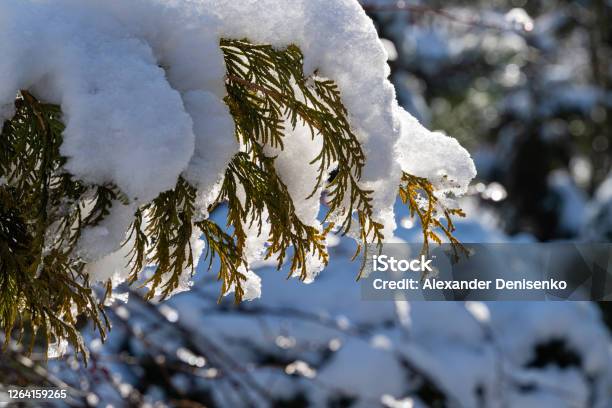 Snowcovered Golden Foliage Of Thuja Occidentalis Winter Sunny Day In Evergreen Landscaped Garden White Snow On The Golden Foliage Of Thuja Occidentalis Aurea Closeup Nature Of North Caucasu Stock Photo - Download Image Now