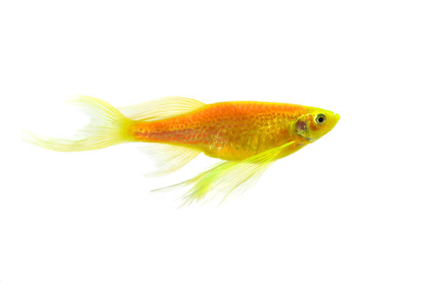 Danio aquarium fish isolated on a white background one yellow fish with a bushy tail in the aquarium danio stock pictures, royalty-free photos & images