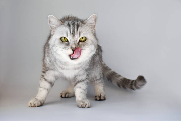 istock A Scottish cat with its tongue out looks into the frame isolated on white 1264159647
