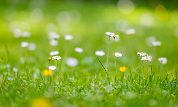 istock Common Daisy flowerbed on summer lawn 1264160501