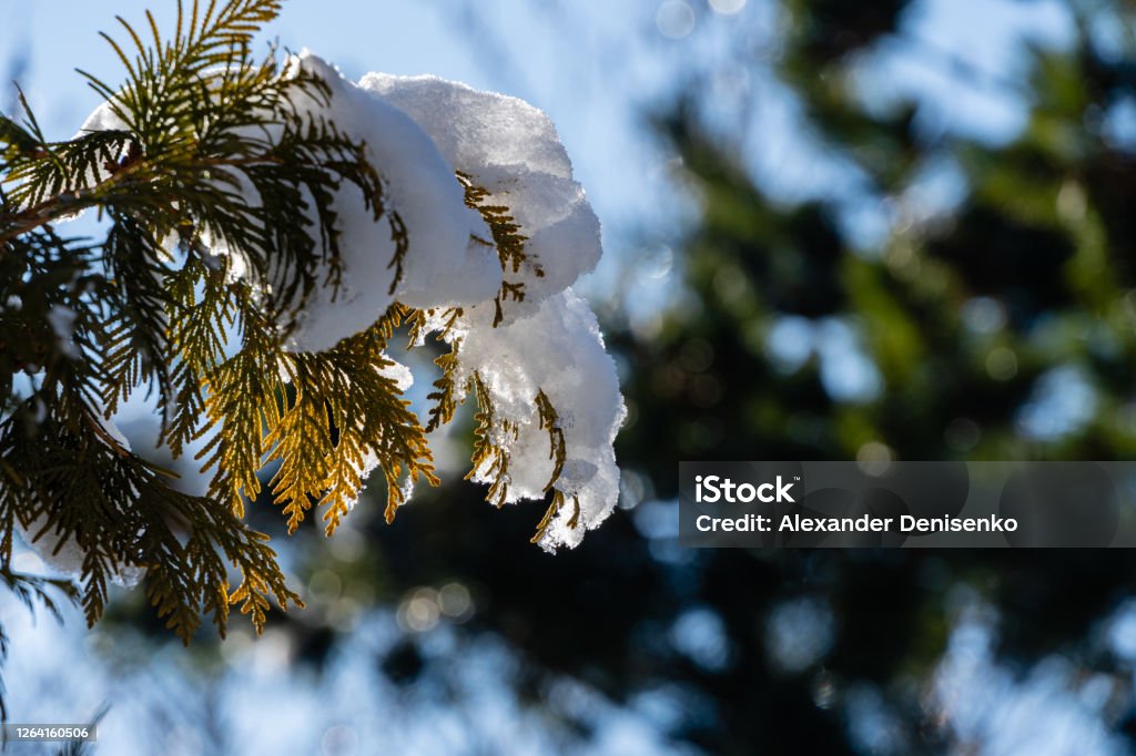 Snow-covered golden foliage of Thuja occidentalis. Winter sunny day in evergreen landscaped garden. White snow on the golden foliage of Thuja occidentalis Aurea. Close-up. Nature of North Caucasu Backgrounds Stock Photo