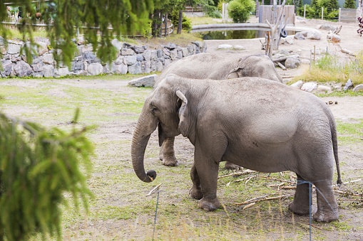 A cute elephant walking at the zoo