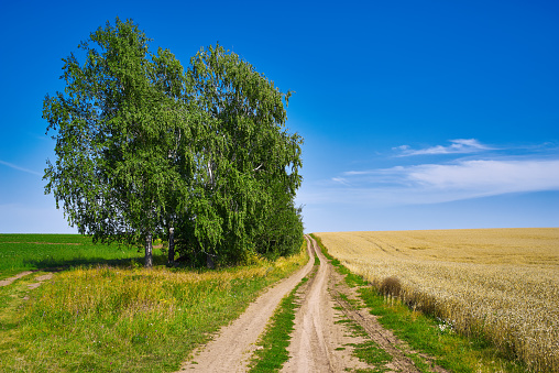 Road leading through green and yellow fields in summer. Single birch trees and blue sky