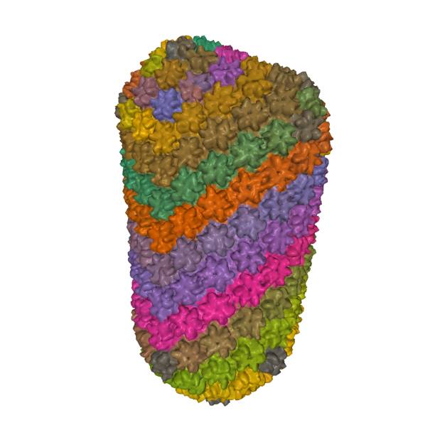 Hiv Complex Shape 40+ Morphology Of Hiv Stock Photos, Pictures & Royalty-Free Images - iStock