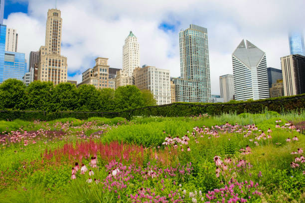 chicago - grant park stok fotoğraflar ve resimler