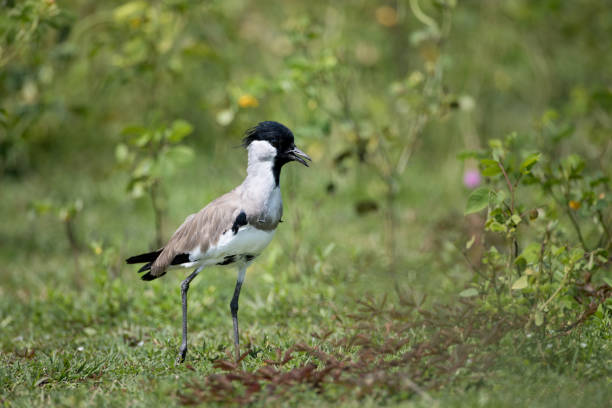 el ala del río adulto (vanellus duvaucelii) - lapwing fotografías e imágenes de stock