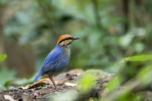 Adult male Blue Pitta (Hydrornis cyaneus) Adult male Blue Pitta (Hydrornis cyaneus), low angle view, side shot, in the morning foraging and standing on the decayed fallen tree in the nature of tropical forest in national park of Thailand. blue pitta bird in thailand stock pictures, royalty-free photos & images