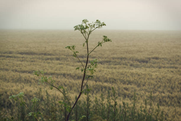 Silhouetted wild grass at sunrise wheat field background.