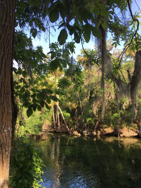 istock Sunlight on the Hot Springs in Florida 1264166550