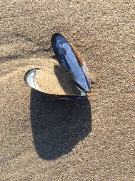 istock Heart shaped seashell open on the sand in bright sun 1264166583
