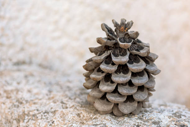 Pine cone laid on forest soil in autumn.