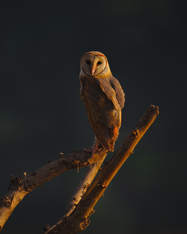An Owl's daily activity begins with preening, stretching, yawning and combing its head with its claws. The plumage is often ruffled up, and claws and toes are cleaned by nibbling with the beak. The Owl will then leave its roost, sometimes giving a call (especially in breeding season)\n\nLike most owls, the barn owl is nocturnal, relying on its acute sense of hearing when hunting in complete darkness. It often becomes active shortly before dusk and can sometimes be seen during the day when relocating from one roosting site to another. In Britain, on various Pacific Islands and perhaps elsewhere, it sometimes hunts by day. This practice may depend on whether the owl is mobbed by other birds if it emerges in daylight. However, in Britain, some birds continue to hunt by day even when mobbed by such birds as magpies, rooks and black-headed gulls, such diurnal activity possibly occurring when the previous night has been wet making hunting difficult. By contrast, in southern Europe and the tropics, the birds seem to be almost exclusively nocturnal, with the few birds that hunt by day being severely mobbed.\n\nBarn owls are not particularly territorial but have a home range inside which they forage. For males in Scotland this has a radius of about 1 km (0.6 mi) from the nest site and an average size of about 300 hectares. Female home ranges largely coincide with that of their mates. Outside the breeding season, males and females usually roost separately, each one having about three favored sites in which to conceal themselves by day, and which are also visited for short periods during the night. Roosting sites include holes in trees, fissures in cliffs, disused buildings, chimneys and haysheds and are often small in comparison to nesting sites. As the breeding season approaches, the birds move back to the vicinity of the chosen nest to roost.