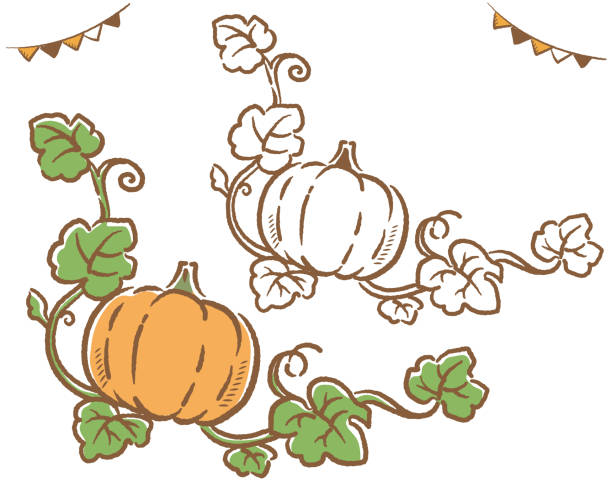 Halloween Pumpkins Vector Illustration Stock Illustration - Download Image  Now - Pumpkin, Vine - Plant, Illustration - iStock