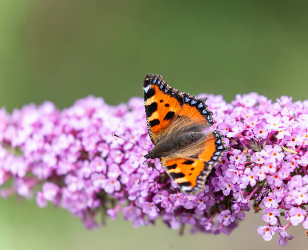 A Small Tortoiseshell Butterfly, Aglais urticae. drinking nectar from a pink Buddleja davidii panicle of flowers against a natural, defocussed background. Buddlejas are often known as Butterfly Bushes.