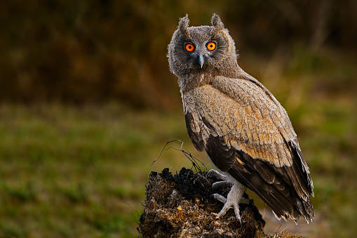 The dusky eagle-owl (Bubo coromandus) Found in forest and forest edge, plantation. Prefers watered and well wooded areas. Mango tree groves, and old tamarind and other densely foliaged trees are preferred.\nIt  is a species of owl in the family Strigidae that is widespread in Bangladesh, China, India, Malaysia, Myanmar, Nepal, Pakistan, and Thailand and listed as being of least concern by IUCN.\nThe nesting season is from November to April. \nThe nest is made of sticks in the fork of the trunk of a large tree preferably near water and often in the vicinity of human habitation.