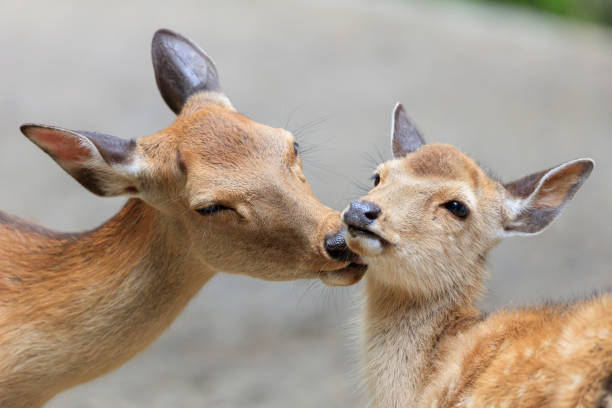 istock Deer parent and child - Nara Park, Japan 1264171498